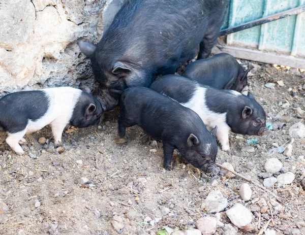 Cerdo Negro Con Sus Lechones Campo — Foto de Stock