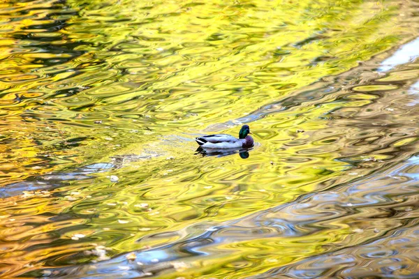 Wild Duck Swimming Pond Bright Mosaic Reflection Autumn Trees Water — Stock Photo, Image
