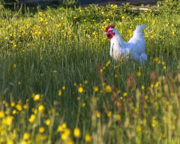 牧草地の白い鶏 — ストック写真