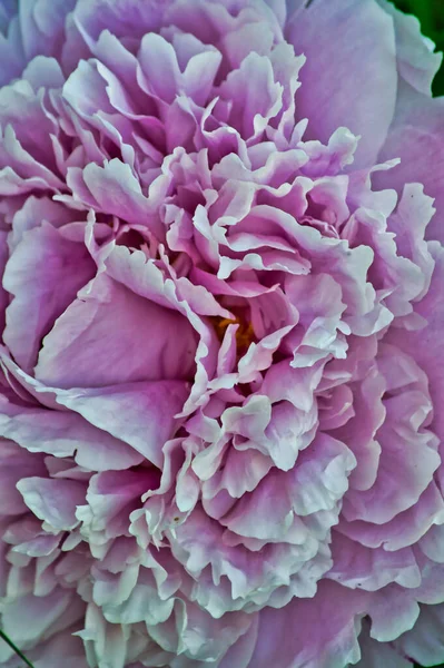 Vertical Closeup Shot Pink Peony Flower — Stock Photo, Image