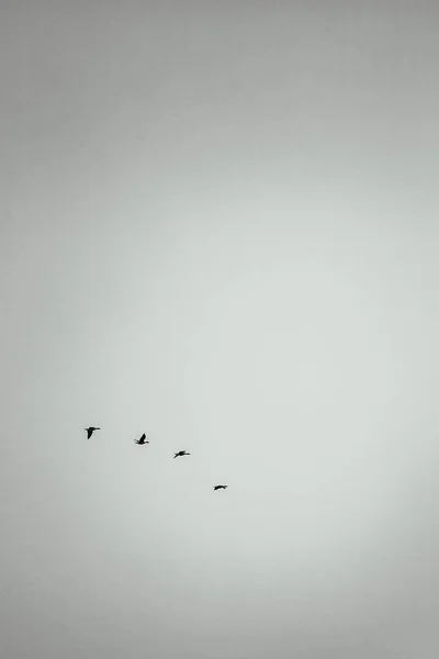 Una Escala Grises Disparo Vertical Vuelo Pájaros Volando — Foto de Stock