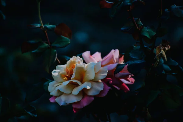 Ένα Κοντινό Πλάνο Ενός Όμορφου Ροζ Και Λευκού Τριαντάφυλλου Στον — Φωτογραφία Αρχείου