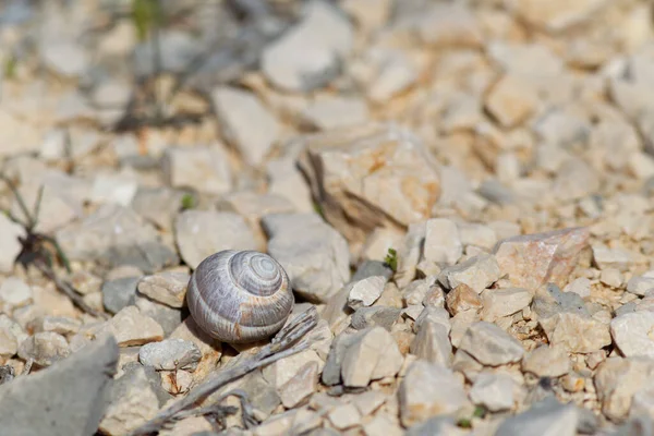 Primer Plano Caracol Suelo —  Fotos de Stock