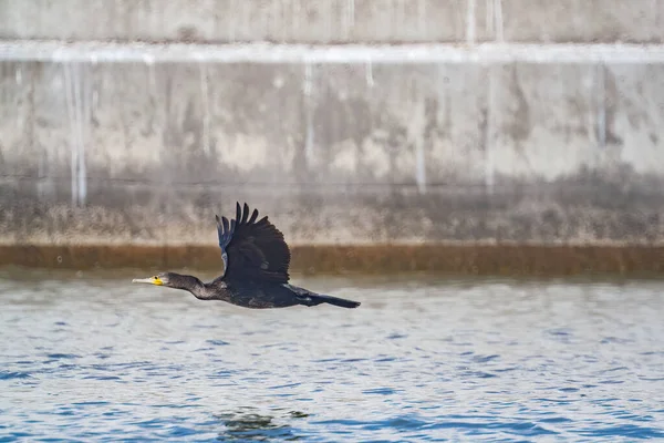 Cormorán Negro Volando Sobre Mar — Foto de Stock