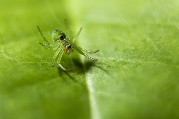 Primer Plano Una Pequeña Araña Sobre Una Hoja Verde — Foto de Stock