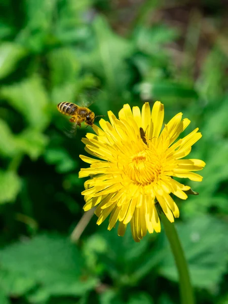 Pionowy Strzał Pszczoły Lecącej Kierunku Żółtego Mniszka Lekarskiego — Zdjęcie stockowe