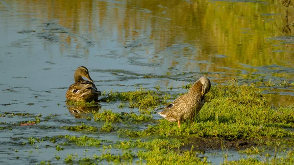 Scenic View Ducks Water Pond — Stock Photo, Image