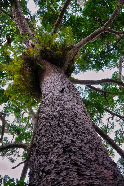 Niski Kąt Strzał Kauri Drzewa Agathis Australis Sięgającego Nieba — Zdjęcie stockowe