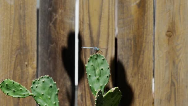 Images Gros Plan Libellule Sur Une Plante Cactus — Video