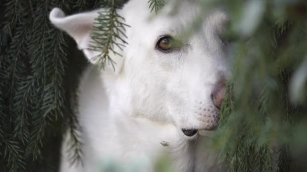 Närbild Bilder Söt Vit Hund Parken — Stockvideo