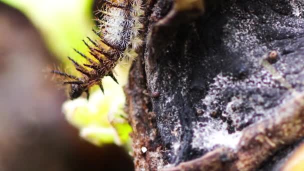 Close Beelden Van Exotische Rups Boomstam — Stockvideo