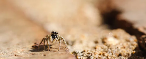 Tiro Close Uma Pequena Aranha Uma Areia — Fotografia de Stock