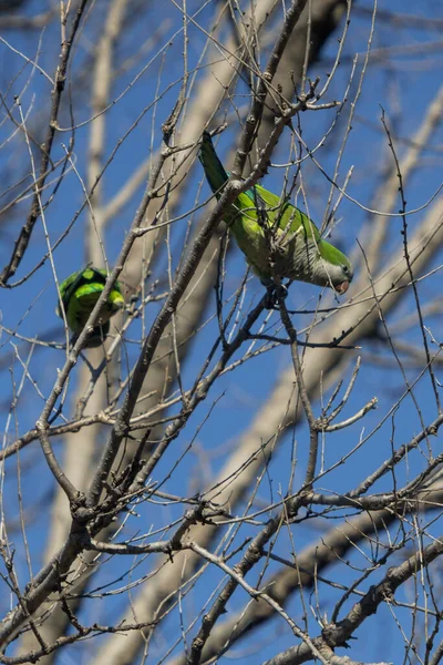 Colpo Vertico Bellissimi Uccelli Monk Parakeet Appollaiati Sul Ramoscello Dell — Foto Stock