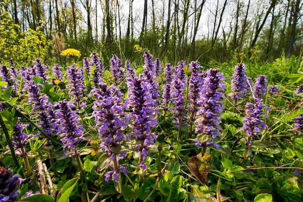 Mooie Paarse Ajuga Genevensis Bloemen Geteeld Het Veld — Stockfoto