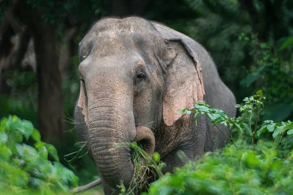 Gros Plan Grand Éléphant Mignon Mangeant Herbe Dans Jungle — Photo