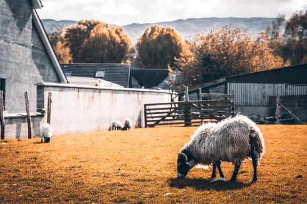 野原での羊の放牧の眺め — ストック写真
