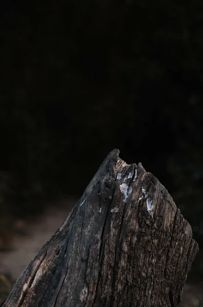 Colpo Verticale Albero Tritato Uno Sfondo Sfocato — Foto Stock