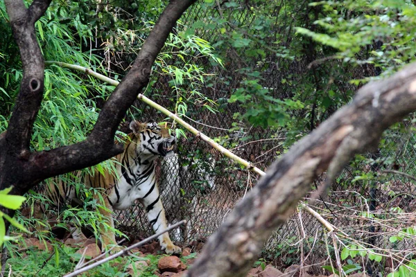 Ein Gestreifter Tiger Einem Käfig Zoo — Stockfoto