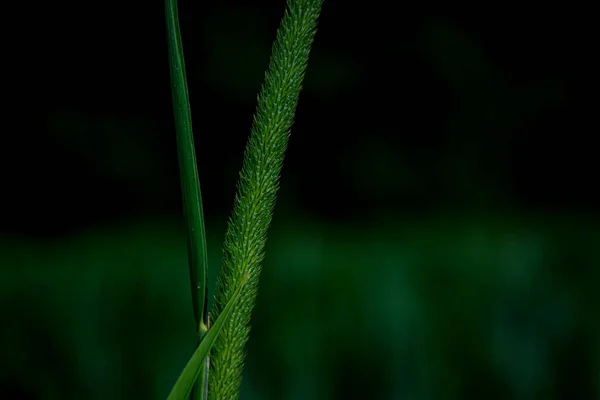 Tiro Close Foco Raso Pratense Phleum Livre — Fotografia de Stock