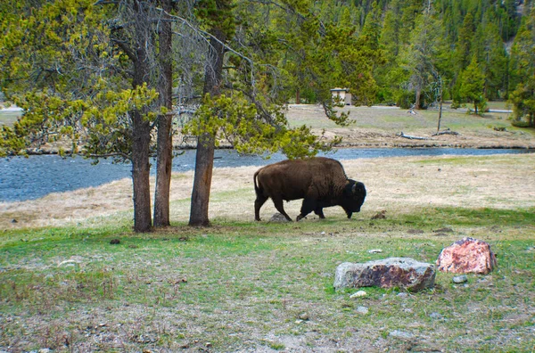 Buffalo Grazing Three Trees Grassy Field River Sparse Forest — Stock Photo, Image