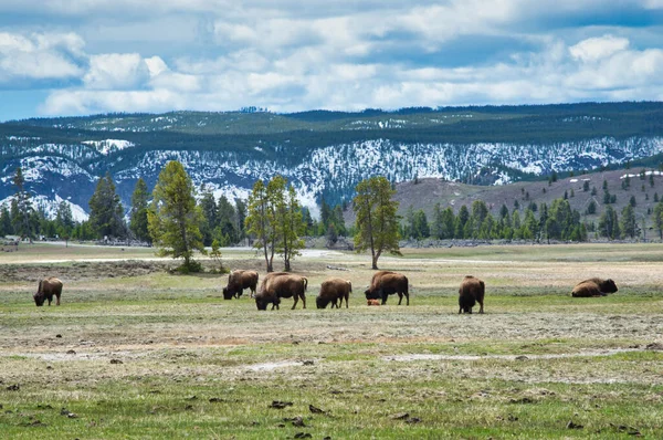 Buffels Grazen Grasveld Met Dunne Bomen Besneeuwde Rotsen Onder Bewolkte — Stockfoto