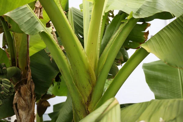 Tiro Close Uma Palmeira Banana Tropical Grande Folha Verde Isolada — Fotografia de Stock