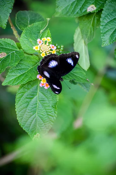 Çiçeğin Üzerinde Yapraklı Beyaz Benekli Güzel Siyah Bir Kelebeğin Makro — Stok fotoğraf