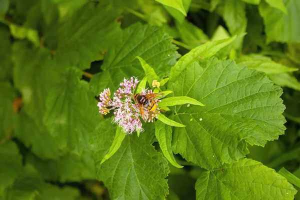 Včela Srkající Nektar Růžových Květů Europatoria Louce — Stock fotografie