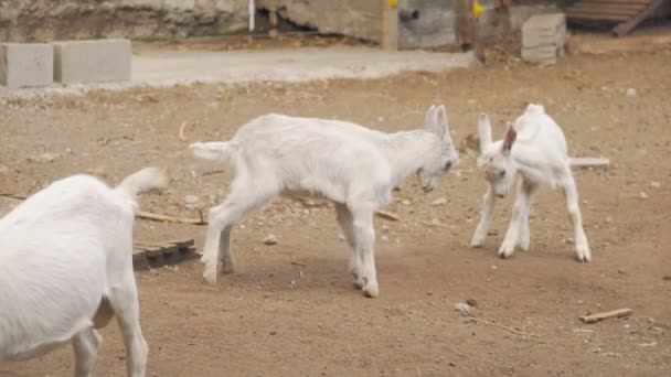 Chèvres Jouant Chèvres Sur Pâturage — Video