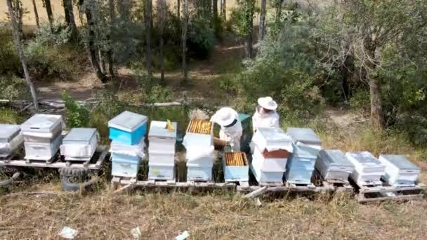 Pszczelarze Zbierają Miód Kostiumach Ochronnych — Wideo stockowe