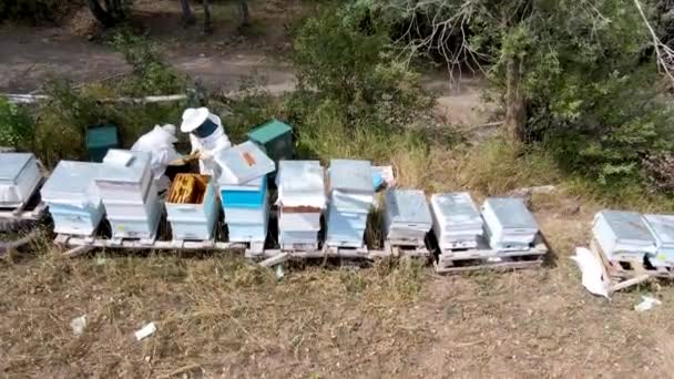 Μελισσοκόμοι Συλλέγουν Μέλι Προστατευτικές Στολές — Αρχείο Βίντεο