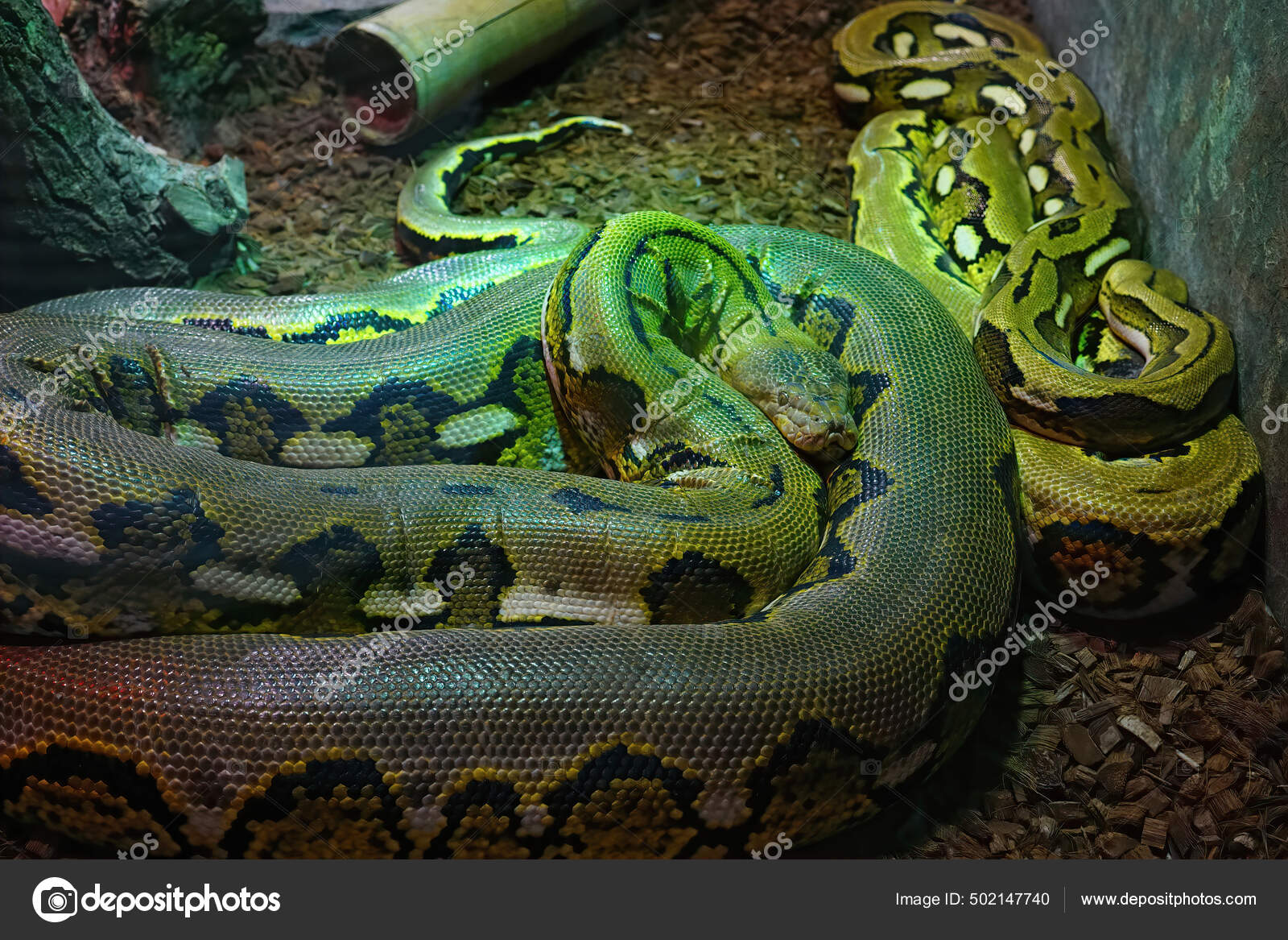 Primer Plano Una Las Serpientes Venenosas Más Grandes Del Mundo — Foto de  stock #502147740 © Wirestock, image size:1600x1167