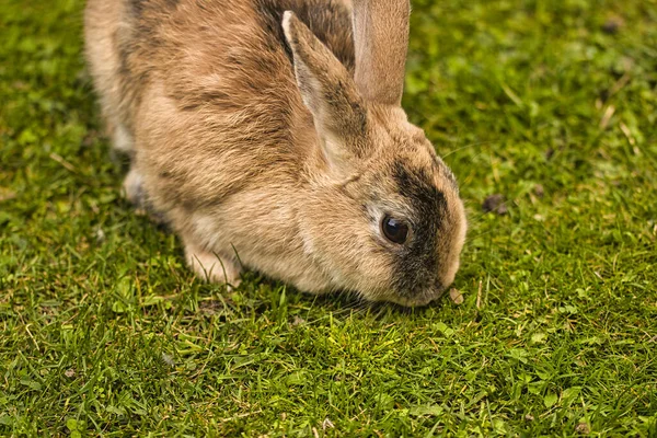 Eine Nahaufnahme Eines Niedlichen Pelzigen Kaninchens Freien Auf Einem Grünen — Stockfoto