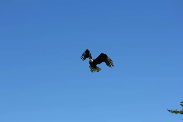 Vacker Bild Örn Som Flyger Klarblå Himmel — Stockfoto