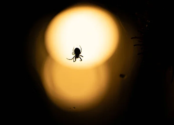 Tiro Perto Uma Silhueta Uma Aranha Rastejando Durante Noite — Fotografia de Stock