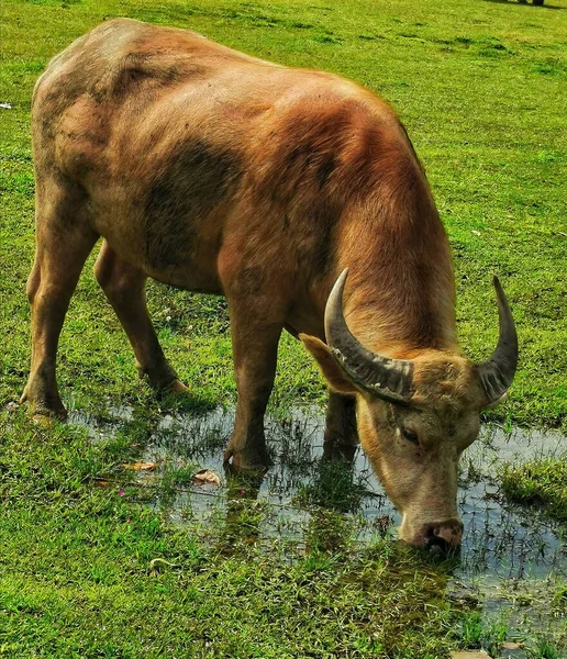 Close Uma Vaca Marrom Com Chifres Água Potável Groenlândia — Fotografia de Stock