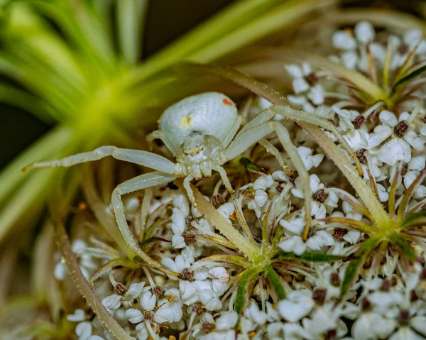 Makro Ujęcie Pająka Kraba Białych Kwiatach — Zdjęcie stockowe
