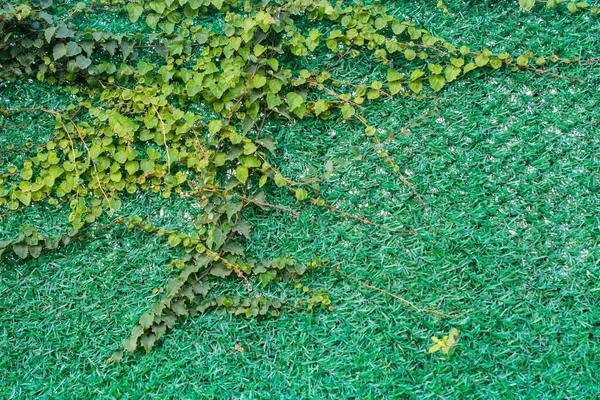 Eine Grüne Efeu Pflanze Textur Hintergrund — Stockfoto