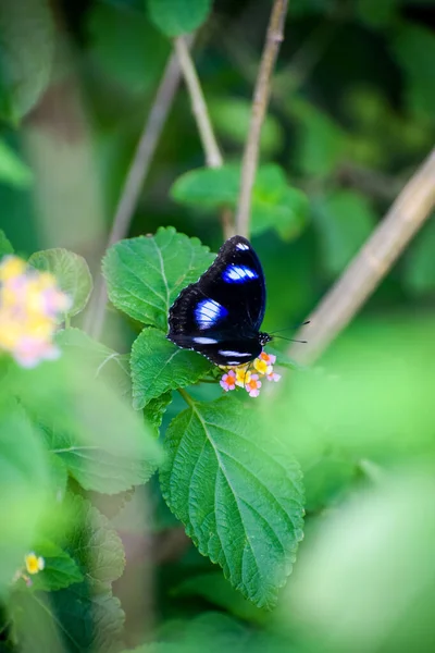 Beau Papillon Noir Blanc Sur Les Fleurs Lantana — Photo
