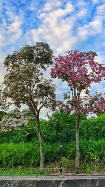 Pionowe Ujęcie Kwitnących Drzew Krzewów Parku Pod Błękitnym Pochmurnym Niebem — Zdjęcie stockowe
