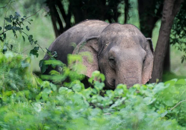 Close Shot Big Cute Elephant Walking Greenery — Stock Photo, Image