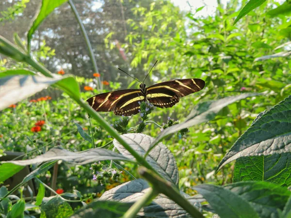 Tiro Close Uma Borboleta Marrom Uma Folha Verde — Fotografia de Stock