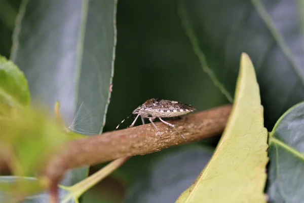 Rhaphigaster Nebulosa Pentatomidae Familyasından Bir Böcek Türü Rhaphigaster Cinsinin Tek — Stok fotoğraf