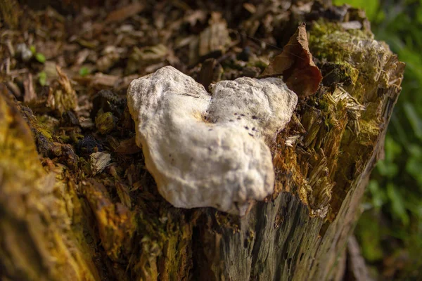 Білий Гриб Розрізаному Стовбурі Дерева Лісі — стокове фото