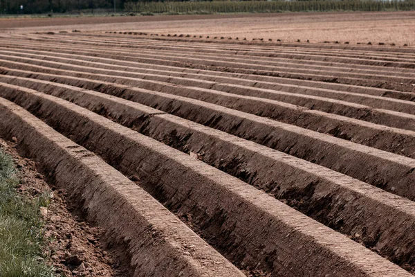 Een Heldere Zomerdag Met Een Aardappelveld Het Platteland — Stockfoto