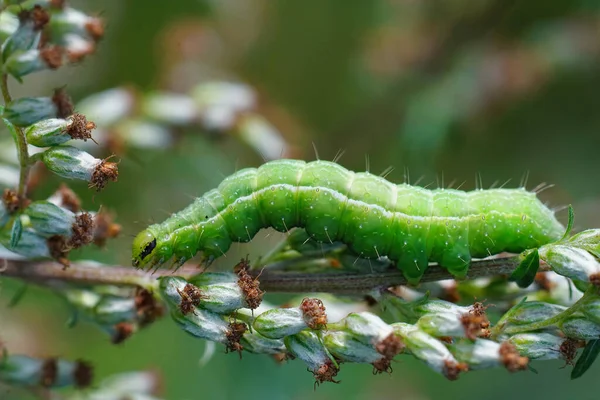 銀Y蛾 Autographaガンマの緑の毛虫の詳細な閉鎖 — ストック写真