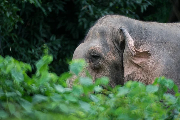 Погляд Великого Милого Слона Відпочиває Зеленій — стокове фото
