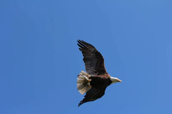 Hermoso Tiro Águila Volando Los Cielos Azules Claros —  Fotos de Stock