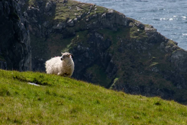Krajobraz Klifów Pokrytych Zielenią Wypasanymi Owcami Otoczony Morzem Irlandii — Zdjęcie stockowe