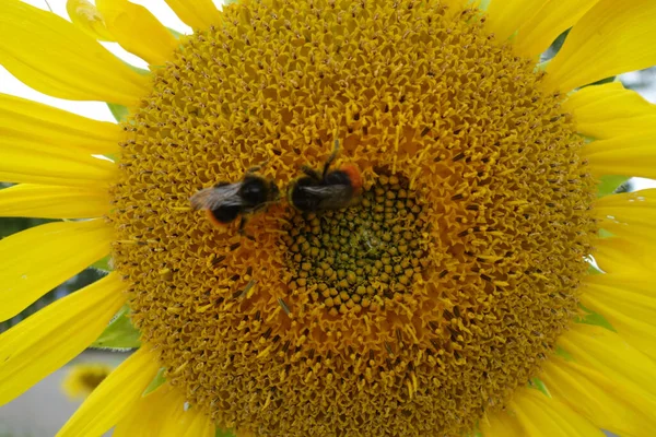 Closeup Shot Sunflower Insects — Stock Photo, Image